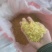 皂角米，无硫中双荚，大量有货，质量保证，可视频看货
