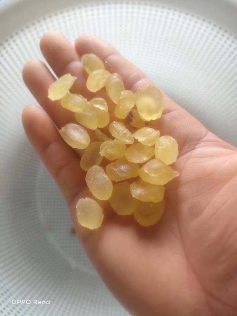 皂角米，黄色中大双荚大量上市，质高价优，可视频看货