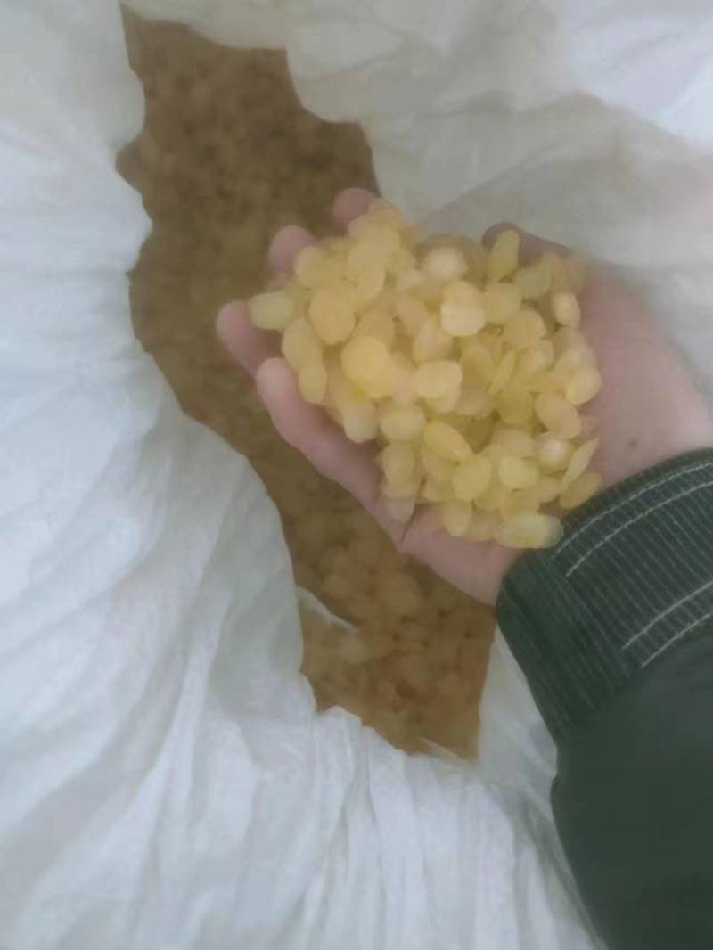 皂角米，黄色中大双荚大量上市，质高价优，可视频看货