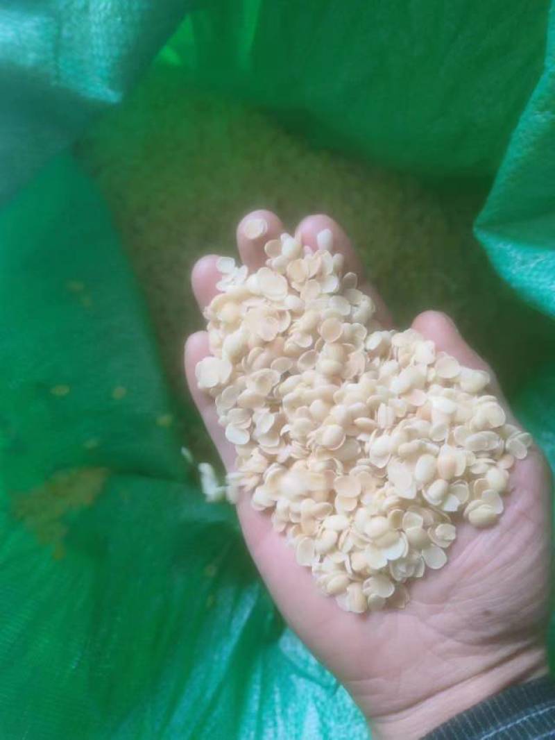 皂角米小白片，无硫小单荚，大量有货，欢迎订购，可以视频看