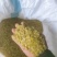 皂角米小白片，无硫小单荚，大量有货，欢迎订购，可以视频看