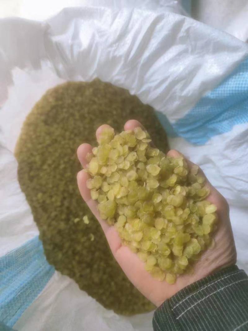 皂角米小白片，无硫小单荚，大量有货，欢迎订购，可以视频看