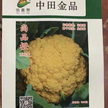 尚品橙100天F1茶花种子花球松大球面橙黄色口感甜脆3斤
