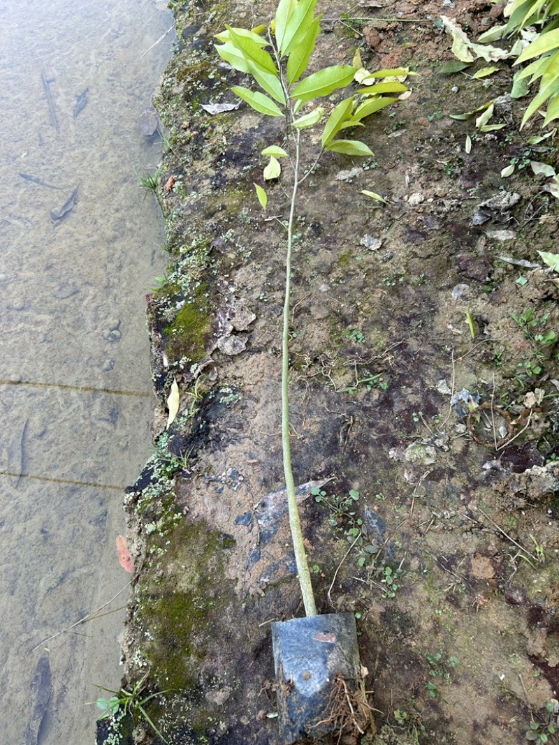 土沉香杯苗批发基地量大从优可视频看货欢迎采购