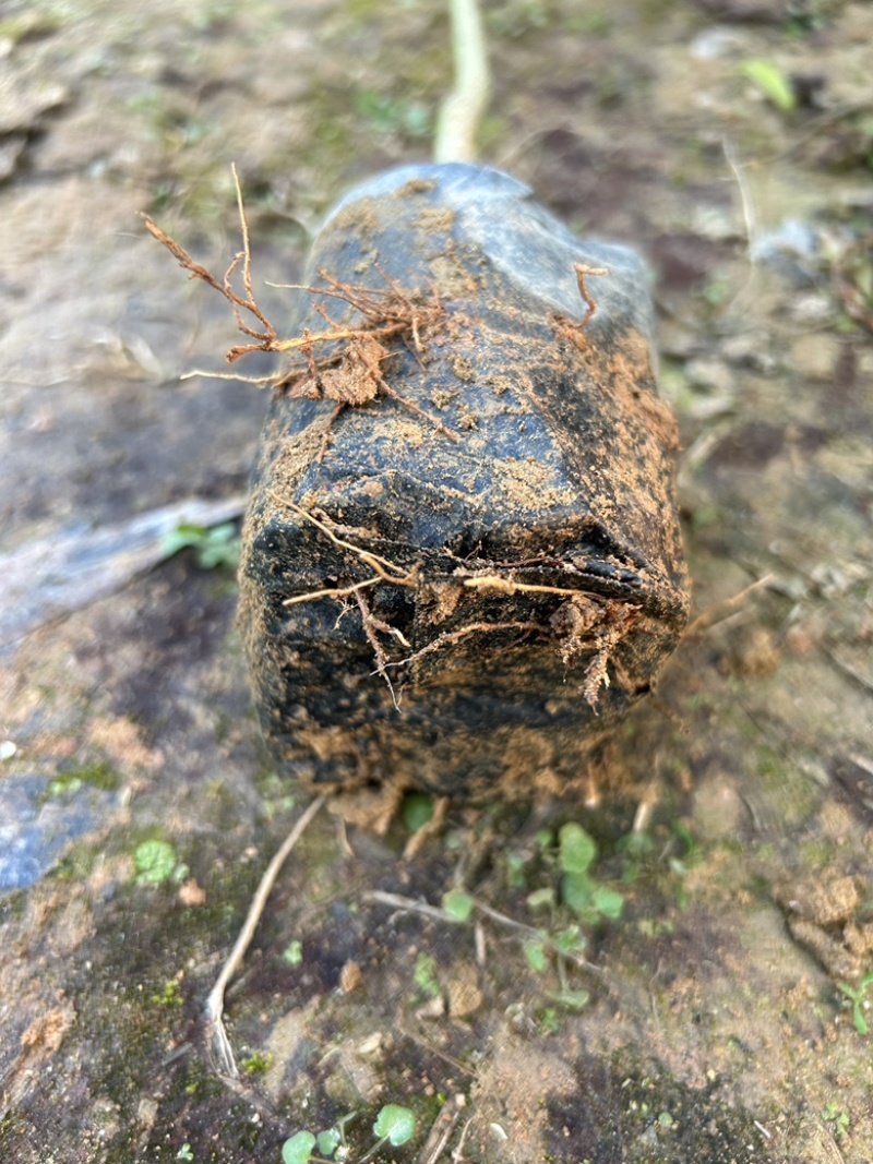 土沉香杯苗批发基地量大从优可视频看货欢迎采购