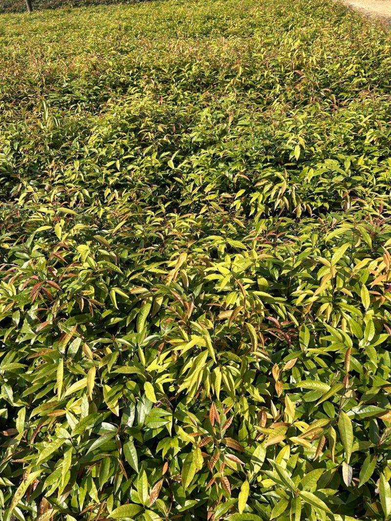红椎杯苗实地现拍绿化苗木量大从优可视频看货