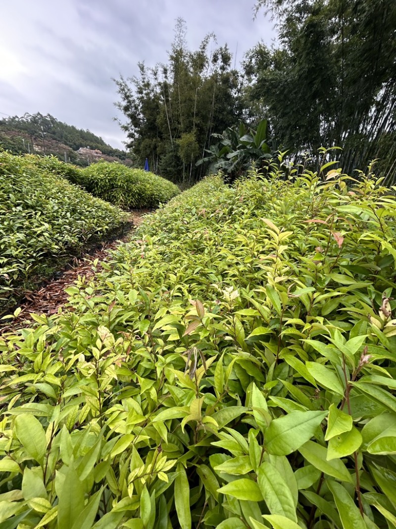 红椎杯苗实地现拍绿化苗木量大从优可视频看货