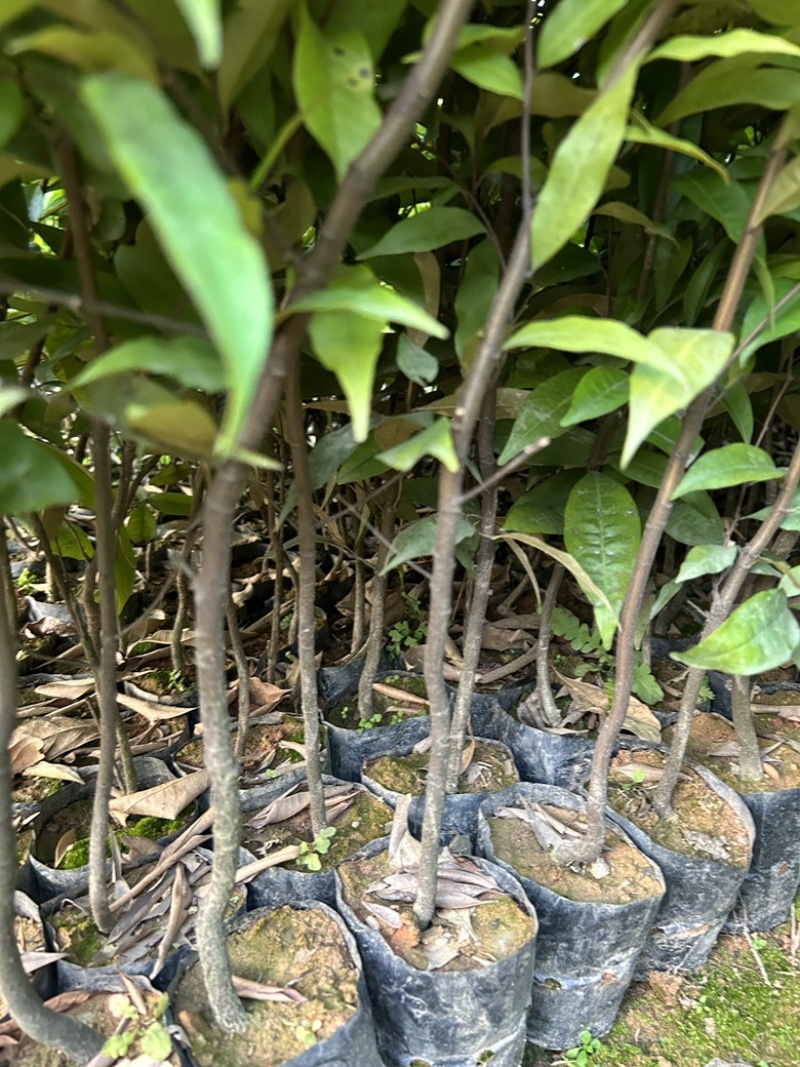 红椎杯苗实地现拍绿化苗木量大从优可视频看货