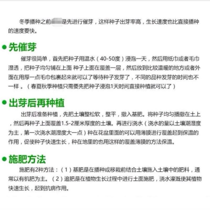 雪韭10号宽叶白根韭菜种子200克农户种植户农家庭院