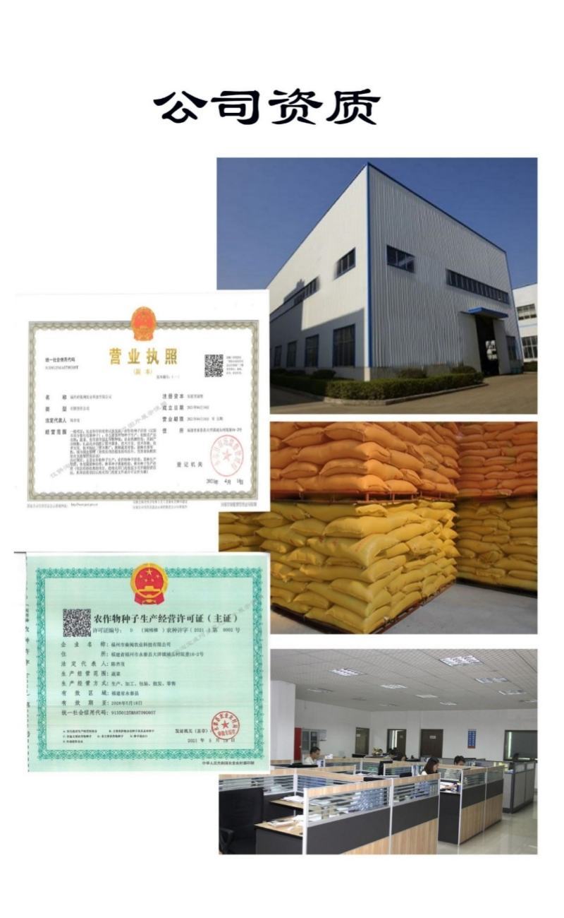 雪韭10号宽叶白根韭菜种子200克农户种植户农家庭院