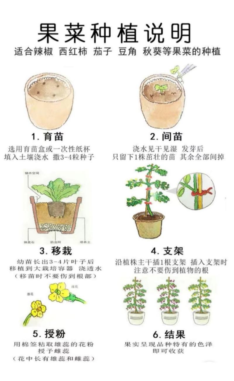 雪韭10号宽叶白根韭菜种子200克农户种植户农家庭院