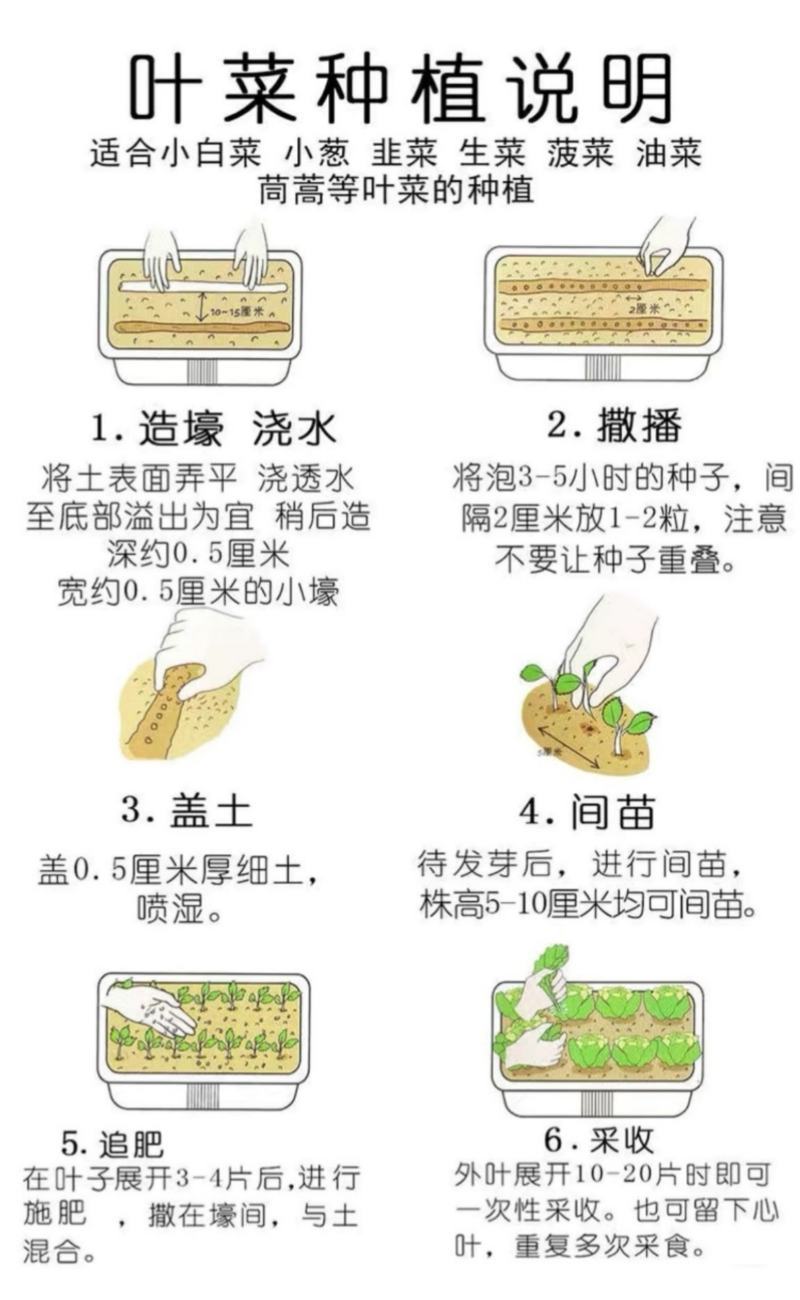 雪韭10号宽叶白根韭菜种子200克农户种植户农家庭院