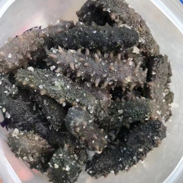 【海参工厂】拉缸盐海参刺参半干盐渍价格低质优