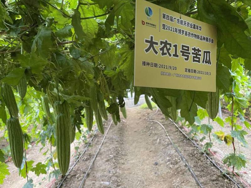 泰美301油绿苦瓜种子早熟瓜多瓜色油绿产量高