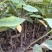 精品火力楠营养杯苗基地种植自产自销欢迎咨询订购