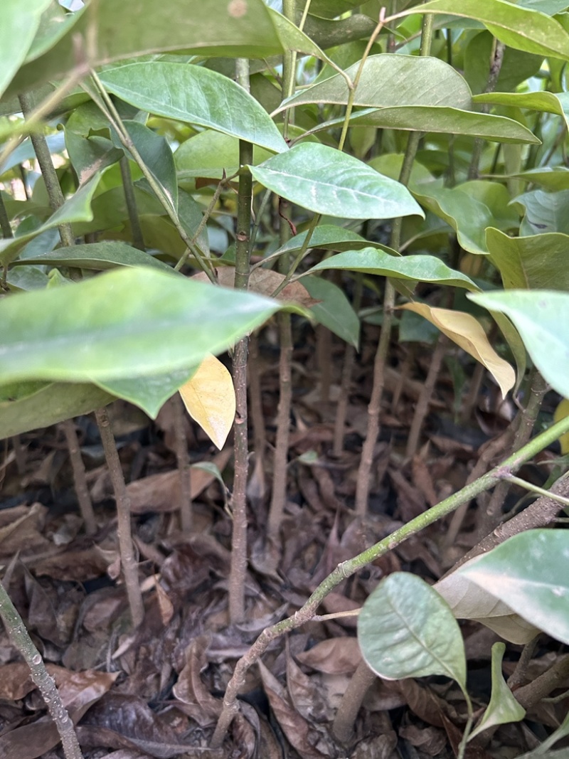 精品火力楠营养杯苗基地种植自产自销欢迎咨询订购