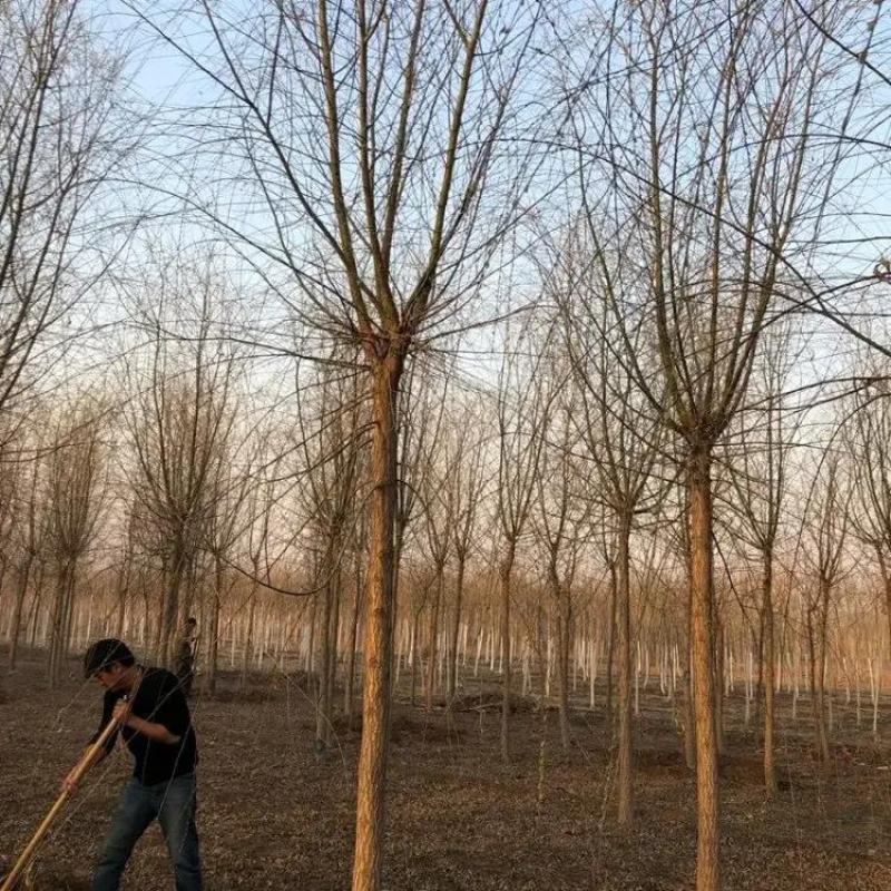 垂柳基地10公分12公分15公分16公分18公分现货充足
