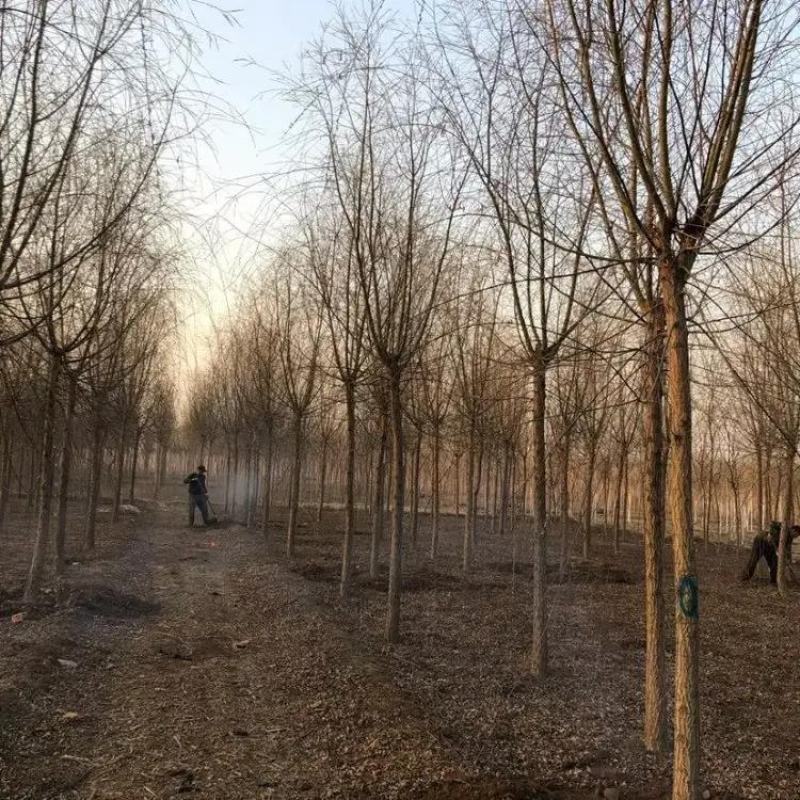 垂柳基地10公分12公分15公分16公分18公分现货充足