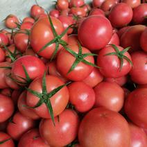 平度西红柿大量上市