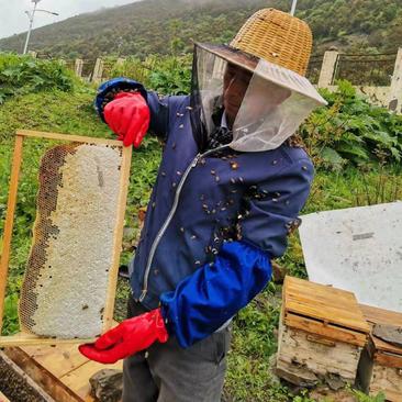 【产地批发】土蜂蜜蜂蜜四川阿坝产假一赔十质量保证