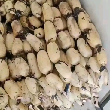 江苏莲藕精品白莲藕一手货源，基地批发欢迎来电咨询