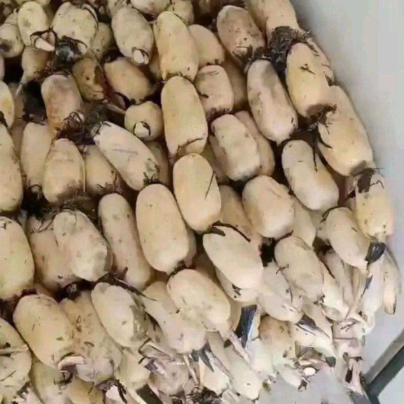江苏莲藕精品白莲藕一手货源，基地批发欢迎来电咨询