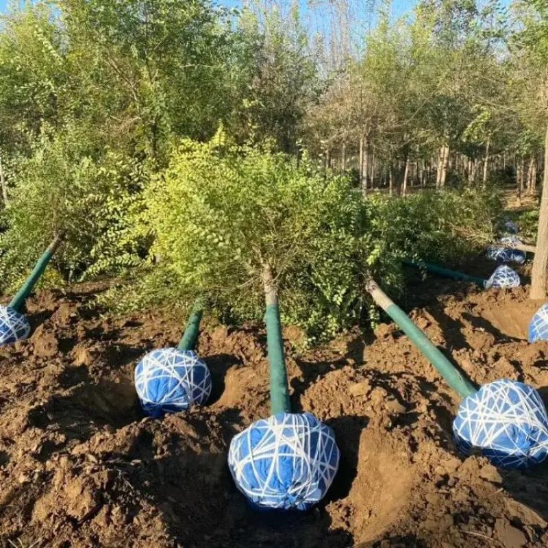 金叶榆基地8公分10公分12公分15公分18公分保质保量
