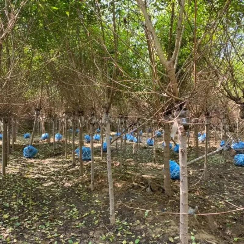 金叶榆基地8公分10公分12公分15公分18公分保质保量