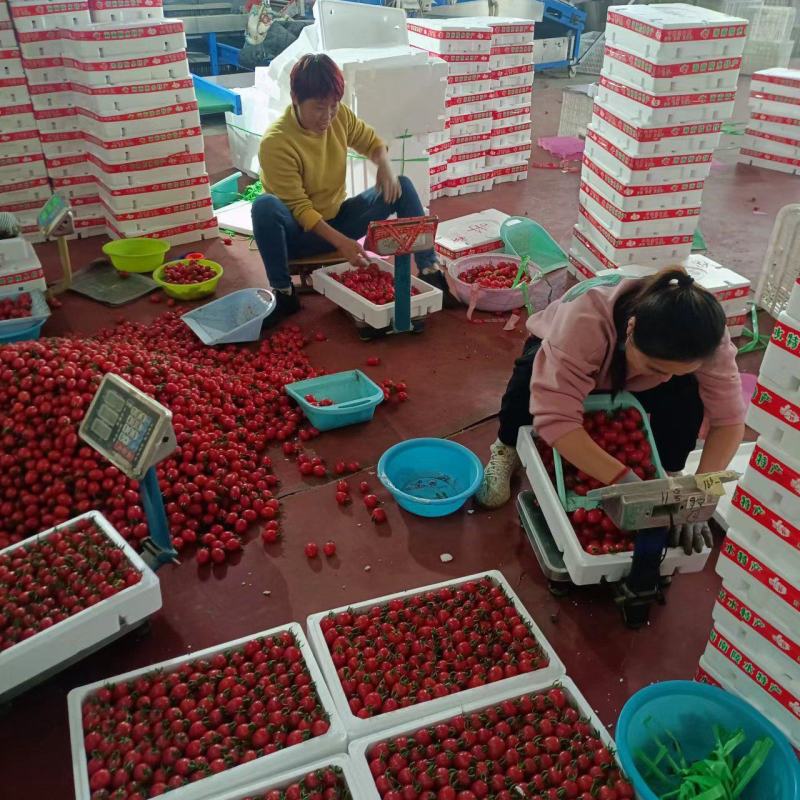 千喜圣女果贝贝粉玉T七圣女果4色小番茄机选产地量大口感好