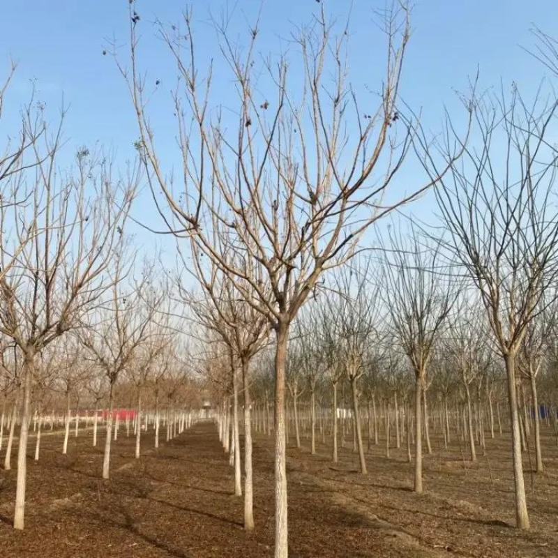 北栾树基地8公分10公分12公分15公分现货充足保质保量
