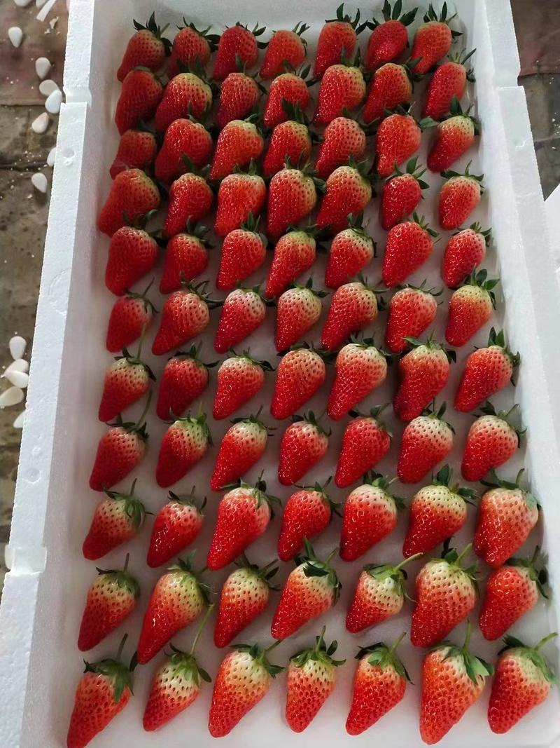 优选草莓之乡青岛平度草莓产地批发靠谱货源质量保证