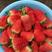优选草莓之乡青岛平度草莓产地批发靠谱货源质量保证