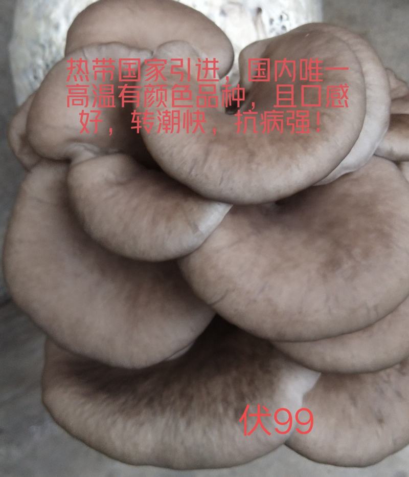 高温审定品种，‘高温皖平’及高温灰色‘伏99’母种，原种