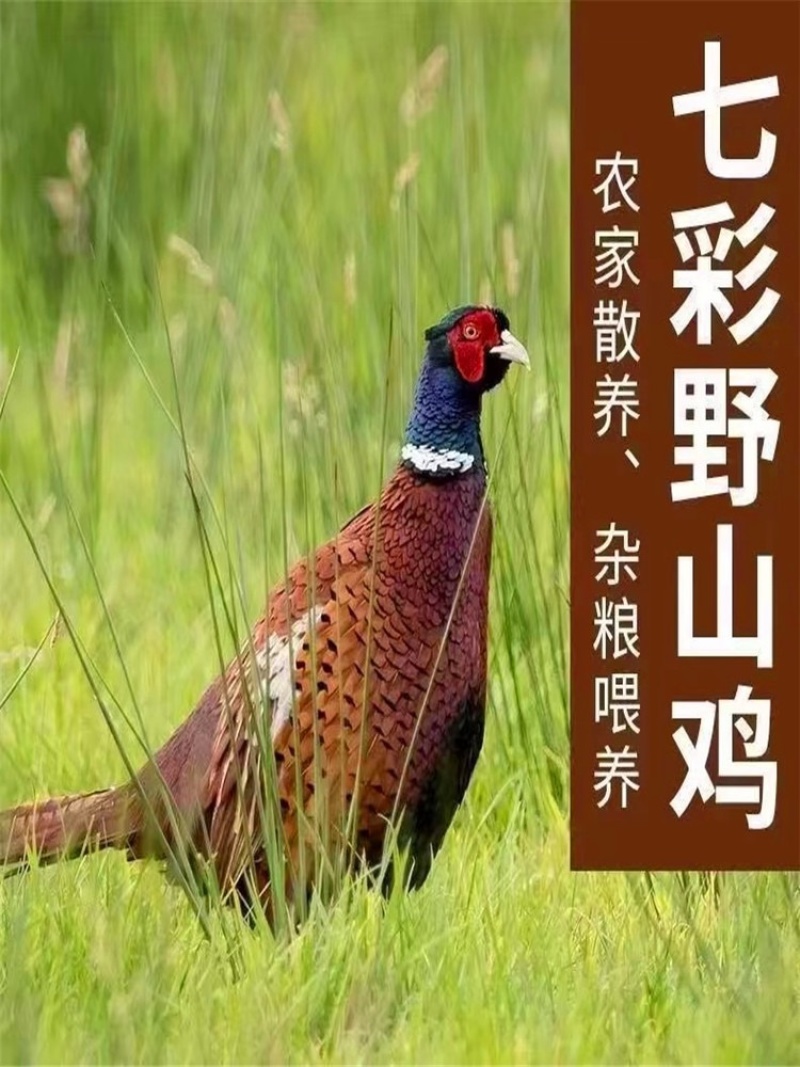 白条鸡七彩山鸡养殖户直发，质量保证。常年有货。