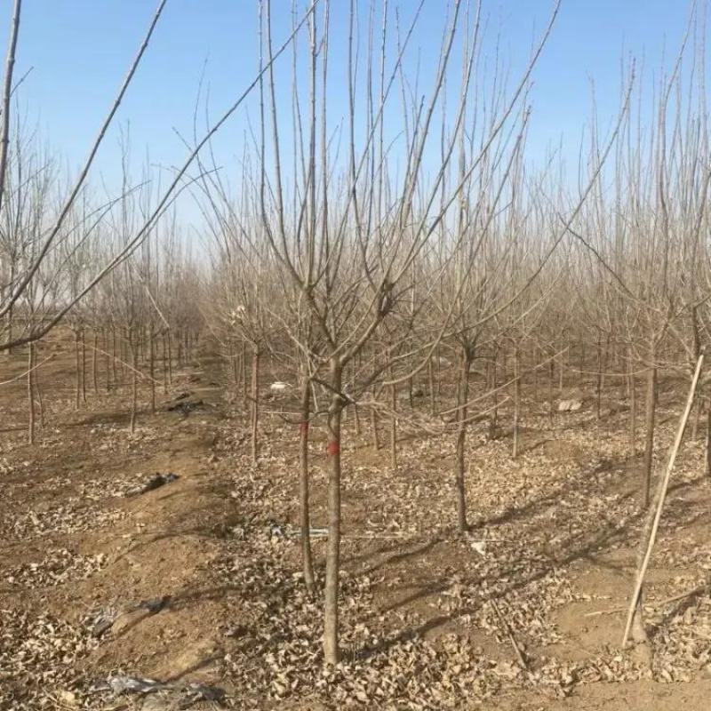 河北精品丁香苗规格齐全品质保证基地直发欢迎联系