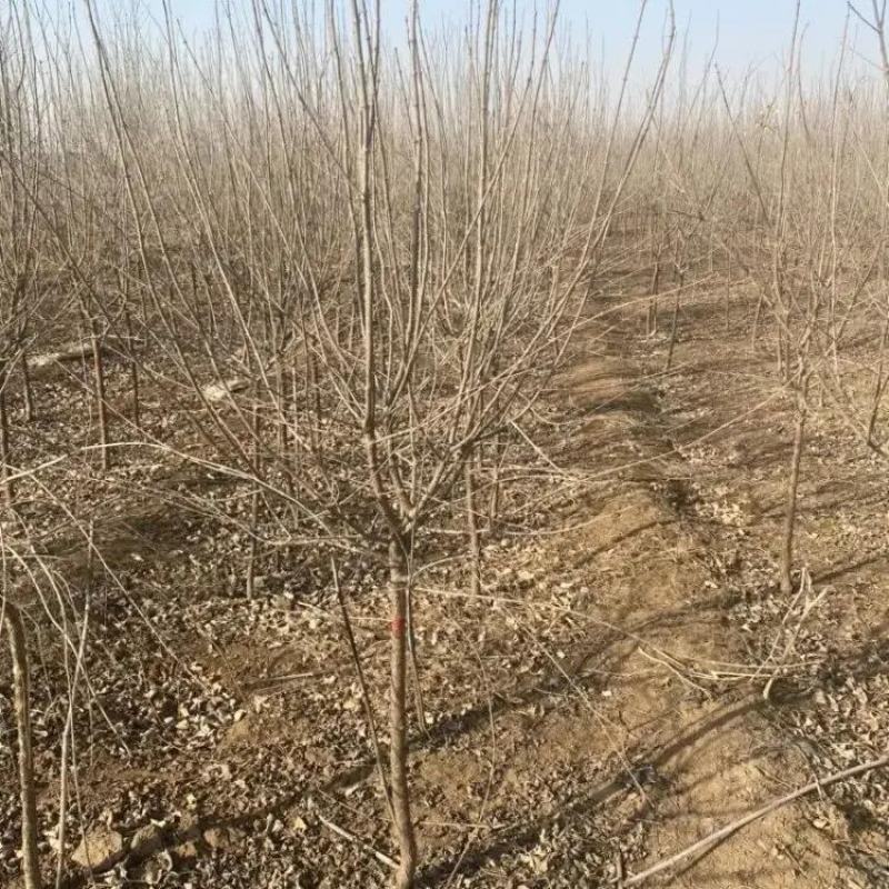 河北精品丁香苗规格齐全品质保证基地直发欢迎联系