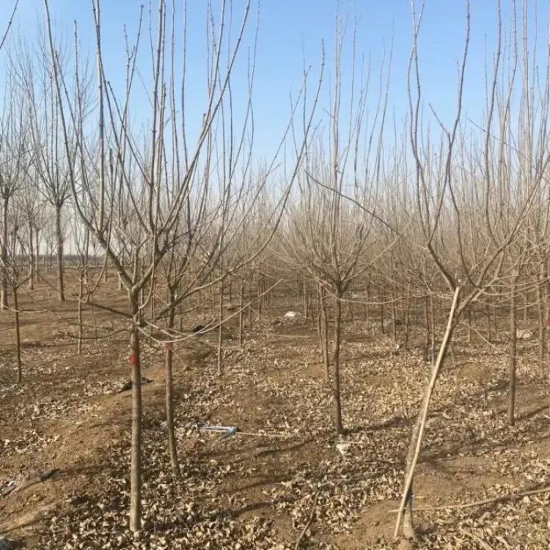 河北精品丁香苗规格齐全品质保证基地直发欢迎联系
