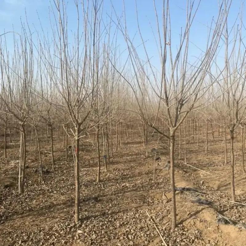 河北精品丁香苗规格齐全品质保证基地直发欢迎联系