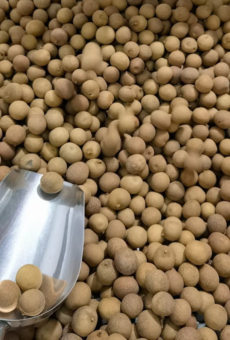 桂圆干广西特产博白桂圆干，石硖龙眼干带壳