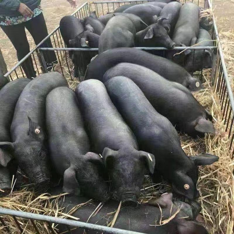 【正宗】纯粮散养黑猪土猪跑山猪自家养殖欢迎咨询