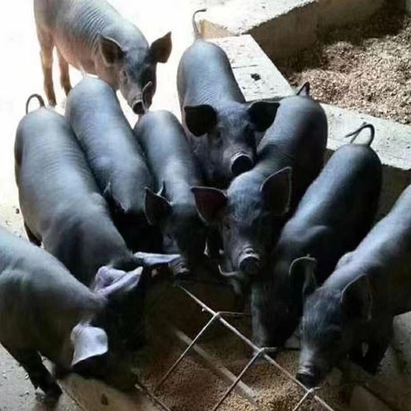 【正宗】纯粮散养黑猪土猪跑山猪自家养殖欢迎咨询