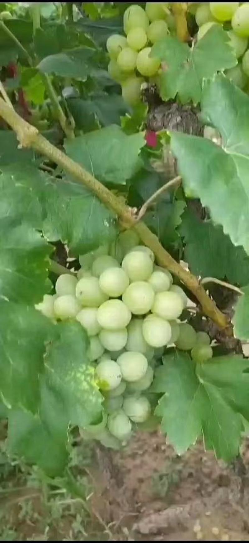 夏黑京亚维多利亚红宝石阳光魅瑰密光巨大巨峰葡萄一手货源