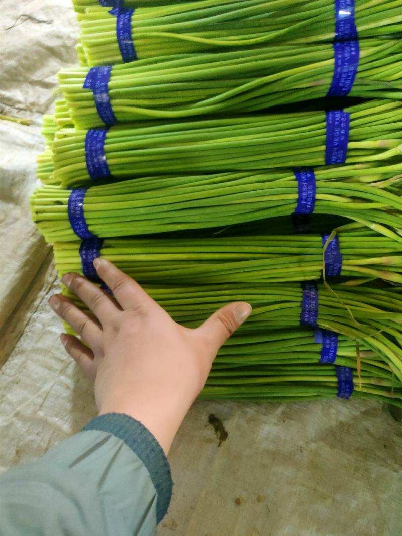 山东聊城，大张红帽蒜台，收提台，标把，对接全国客商