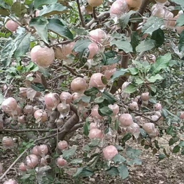 苹果红星中秋王富士美八苹果口感好一手货源