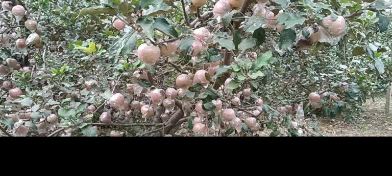 苹果红星中秋王富士美八苹果口感好一手货源
