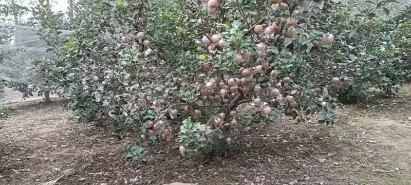 苹果红星中秋王富士美八苹果口感好一手货源