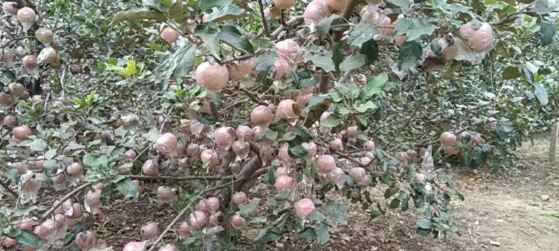 苹果红星中秋王富士美八苹果口感好一手货源