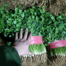 香菜，聊城东昌府区沙镇铁杆青香菜一级，大量现货供应