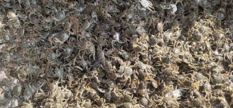 【蟹苗】优质全母蟹苗大闸蟹苗品种齐全高产抗病力强