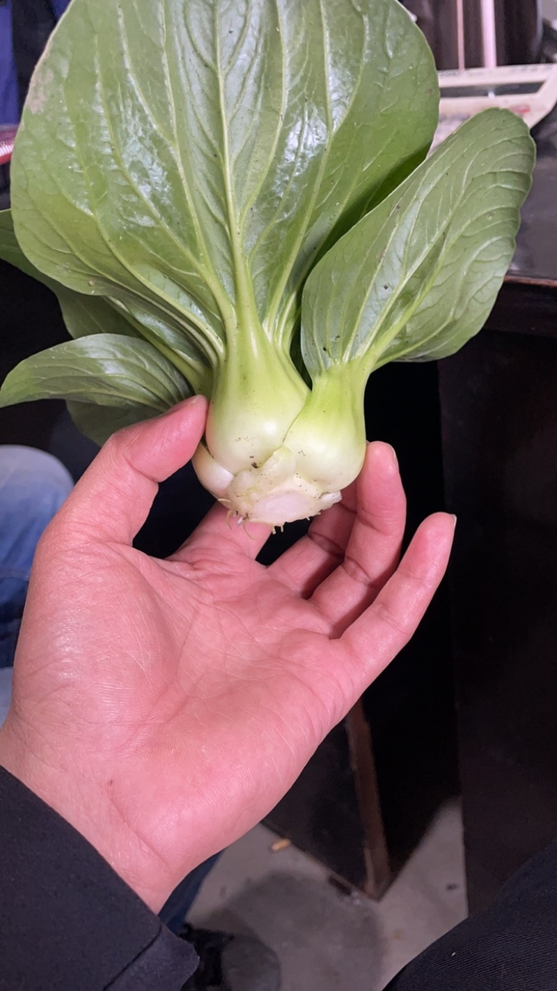 油菜-上海青.上海试种成功规格齐全货源稳定欢迎采购